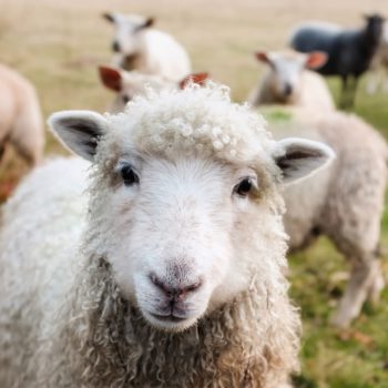 Schaf sein des guten Hirten 🐑